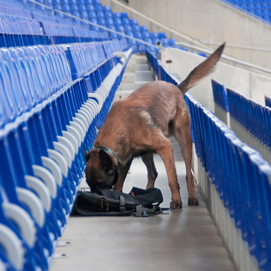 Perro en un ejercicio de detección en un estadio