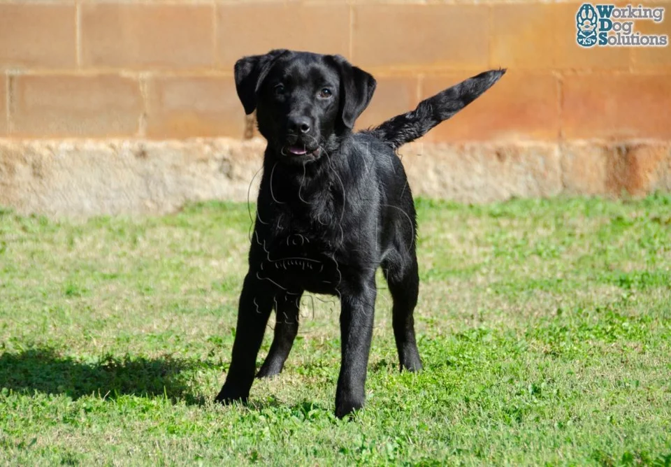 Fotografía publicada de ANUBIS
