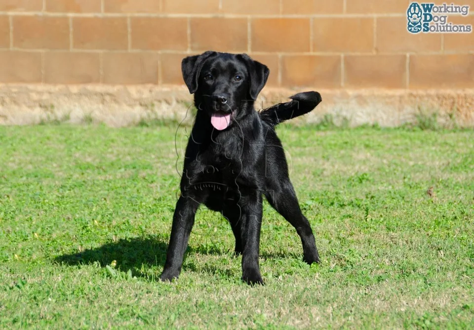 Fotografía publicada de ANUBIS, 2