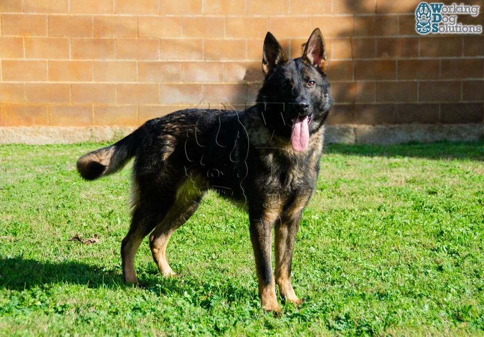 Published photograph of Hades, 4