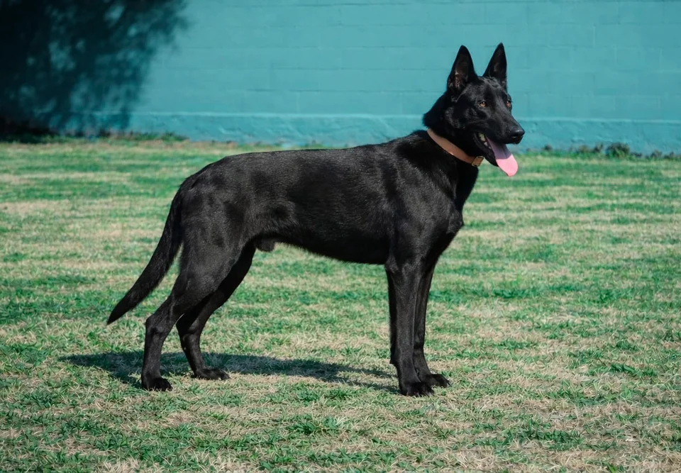 Published photograph of Kael, 2