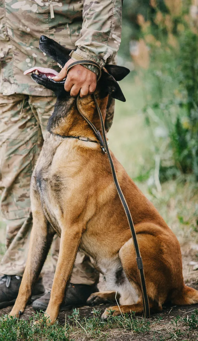 A seated Malinois beside a handler in camouflage uniform