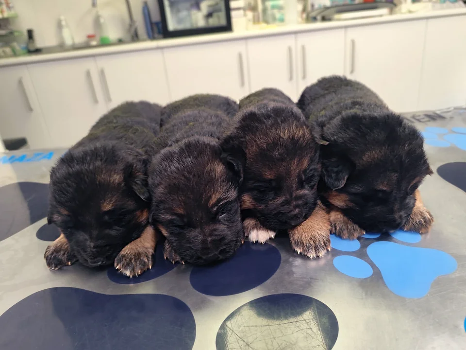Published photograph of the litter Tirsa Von Rolke & Rio Von Tarraconensis