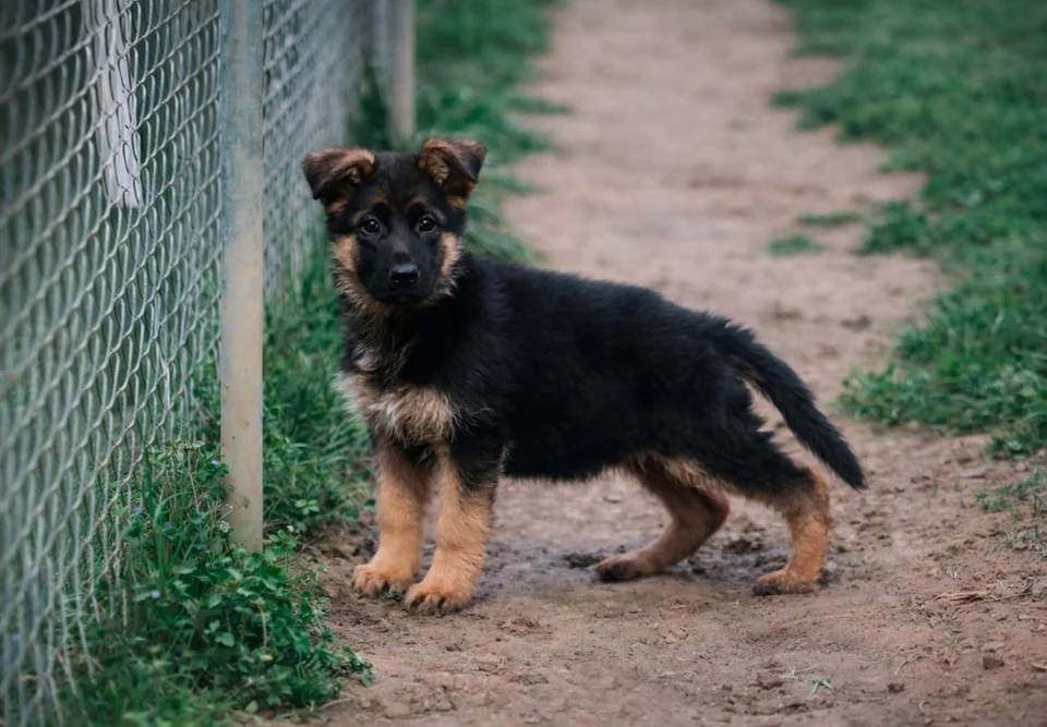 Published photograph of the litter Tirsa Von Rolke & Rio Von Tarraconensis, 3