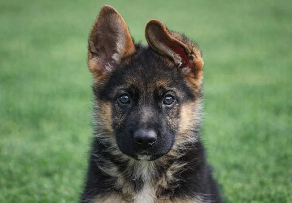 Published photograph of the litter Tirsa Von Rolke & Rio Von Tarraconensis, 5