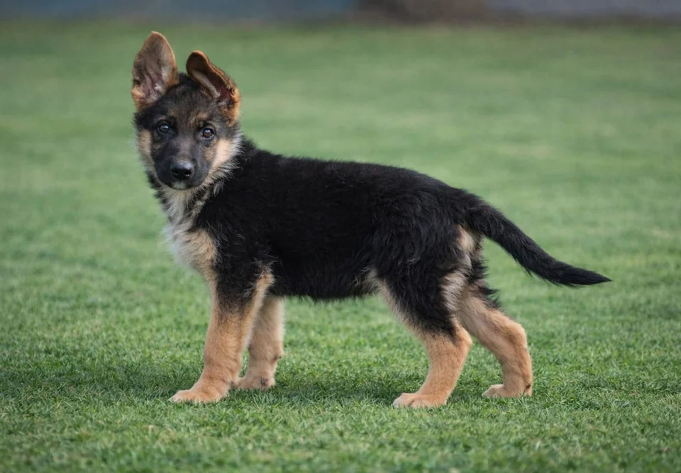Published photograph of the litter Tirsa Von Rolke & Rio Von Tarraconensis, 6