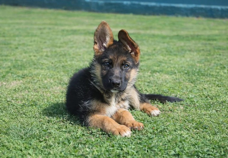 Published photograph of the litter Tirsa Von Rolke & Rio Von Tarraconensis, 7