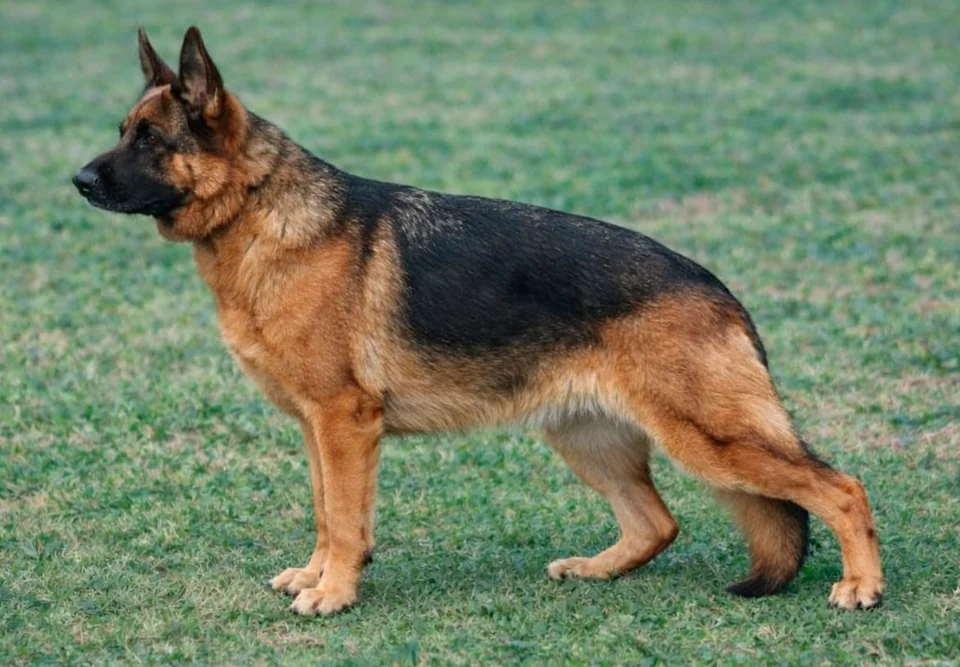 Parents: Tirsa Von Rolke & Rio Von Tarraconensis, 1