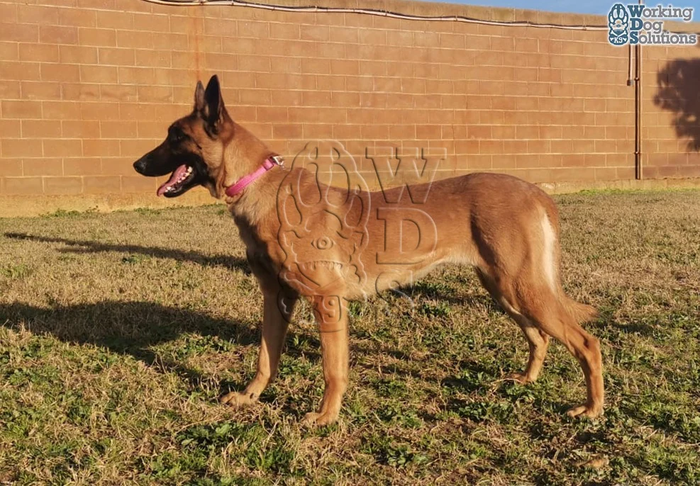Api · Working Dog Solutions