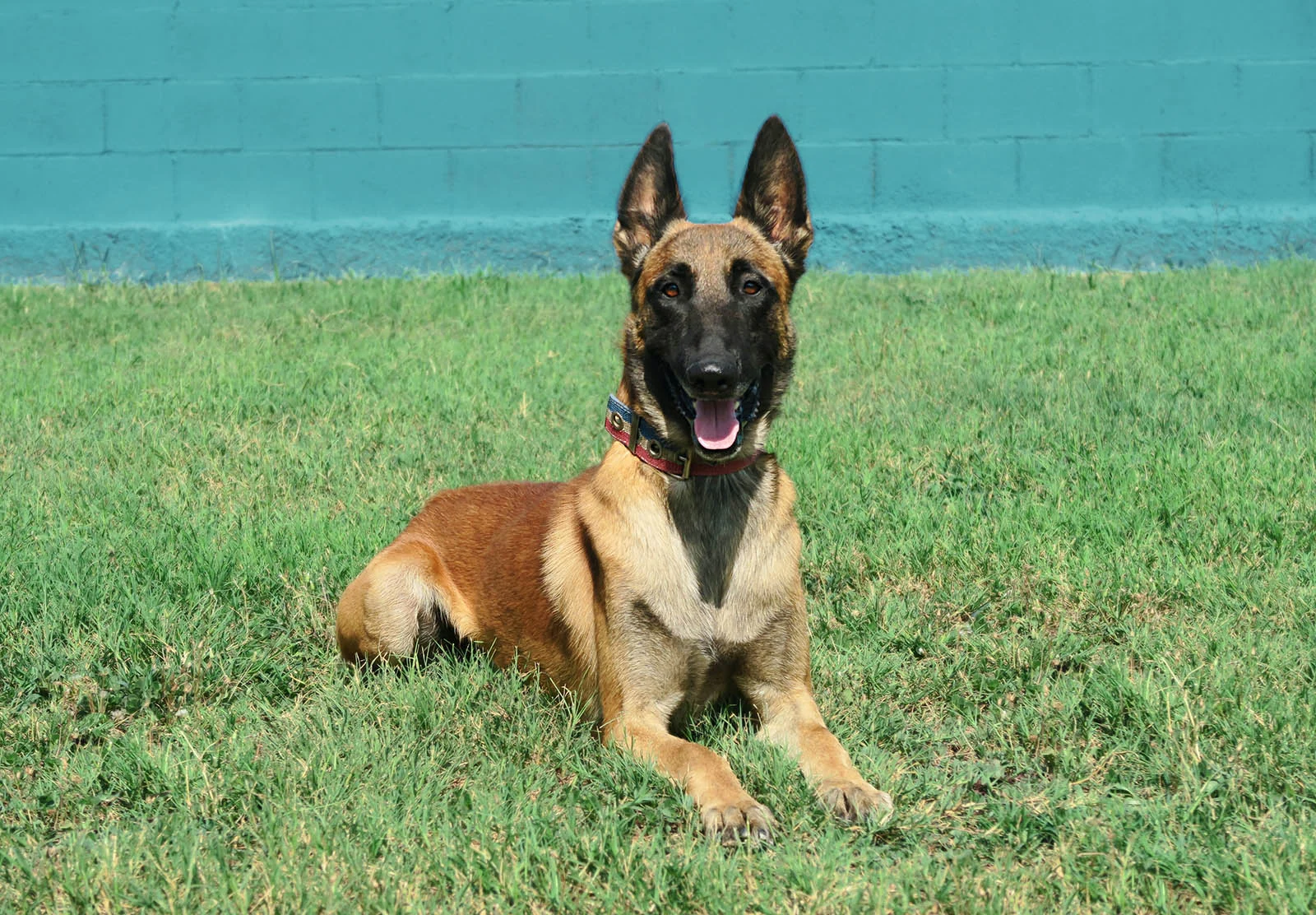 Aruk · Working Dog Solutions