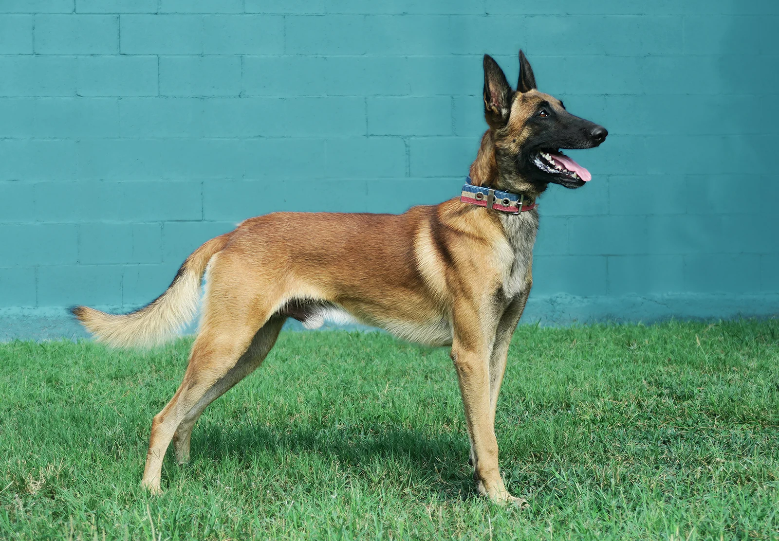 Aruk · Working Dog Solutions
