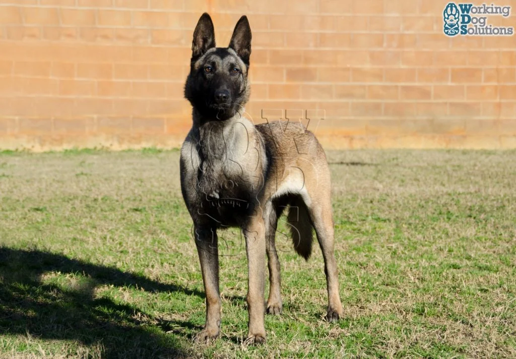 Aura · Working Dog Solutions