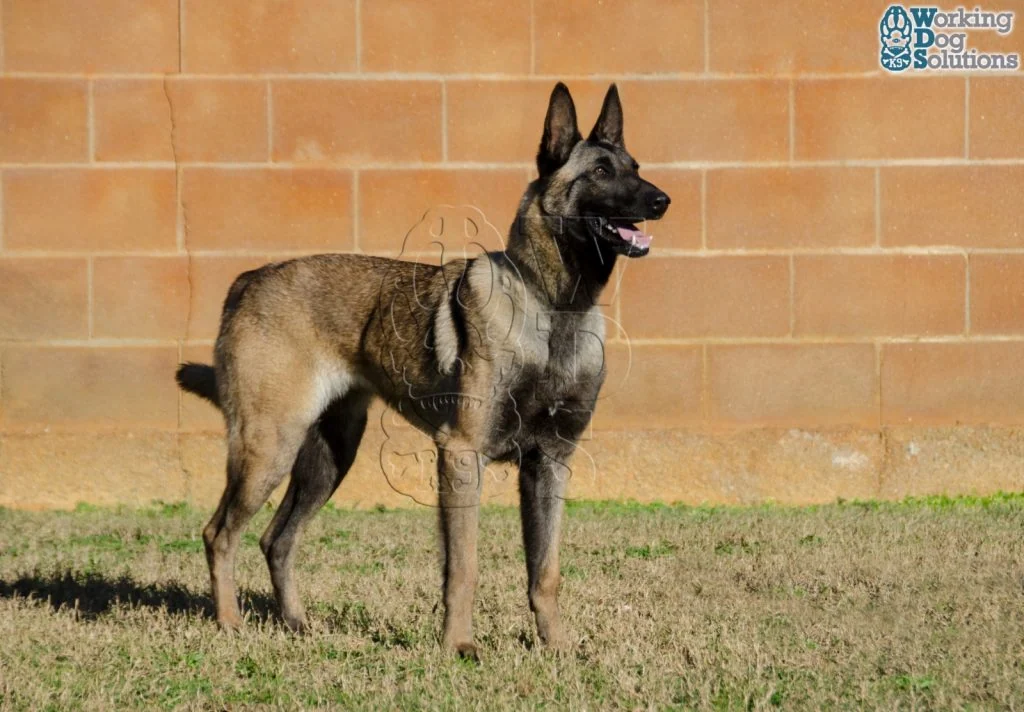 Aura · Working Dog Solutions