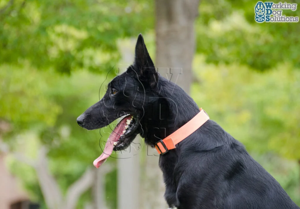 Baili · Working Dog Solutions