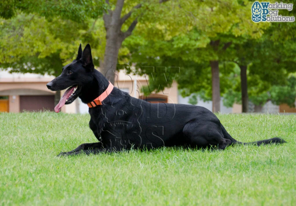 Baili · Working Dog Solutions