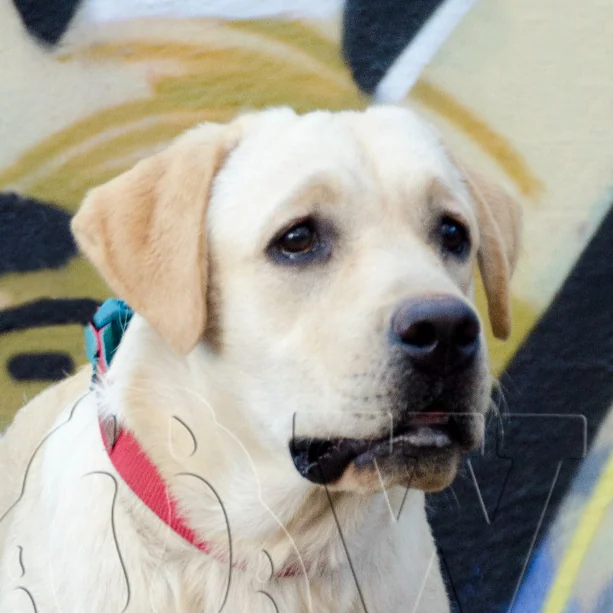 BOBY