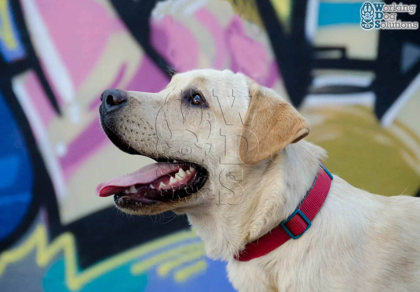 BOBY, Labrador Retriever