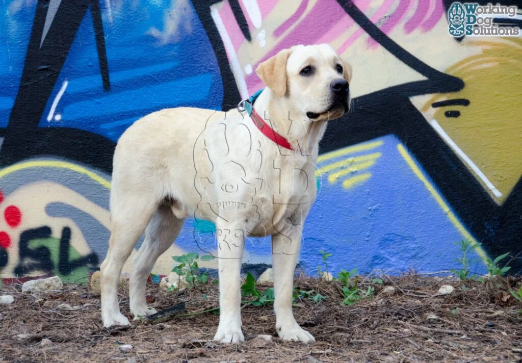 Boby · Working Dog Solutions