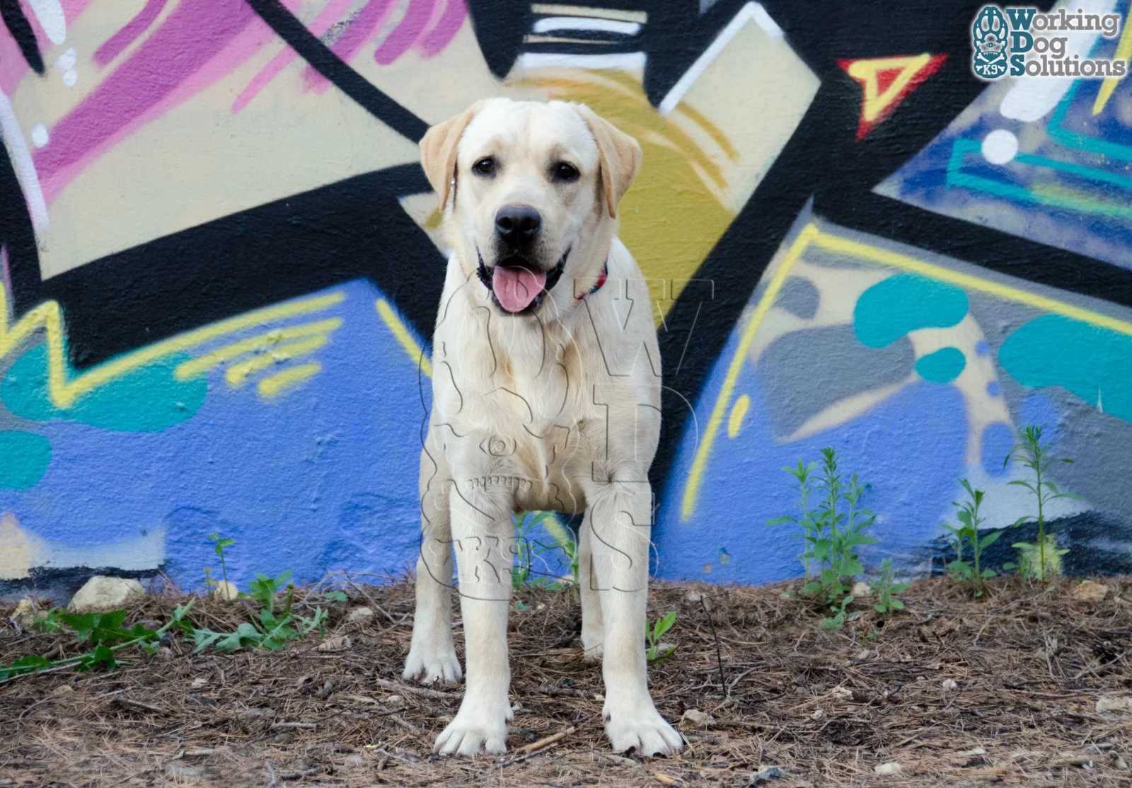 Boby · Working Dog Solutions