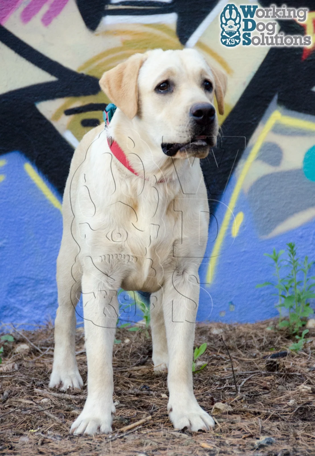 Boby · Working Dog Solutions