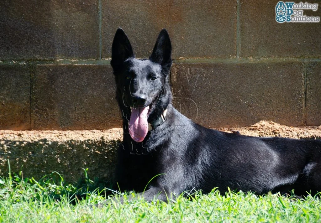 Chuky · Working Dog Solutions