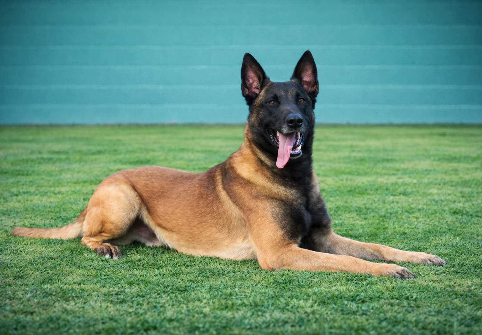 Glock · Working Dog Solutions