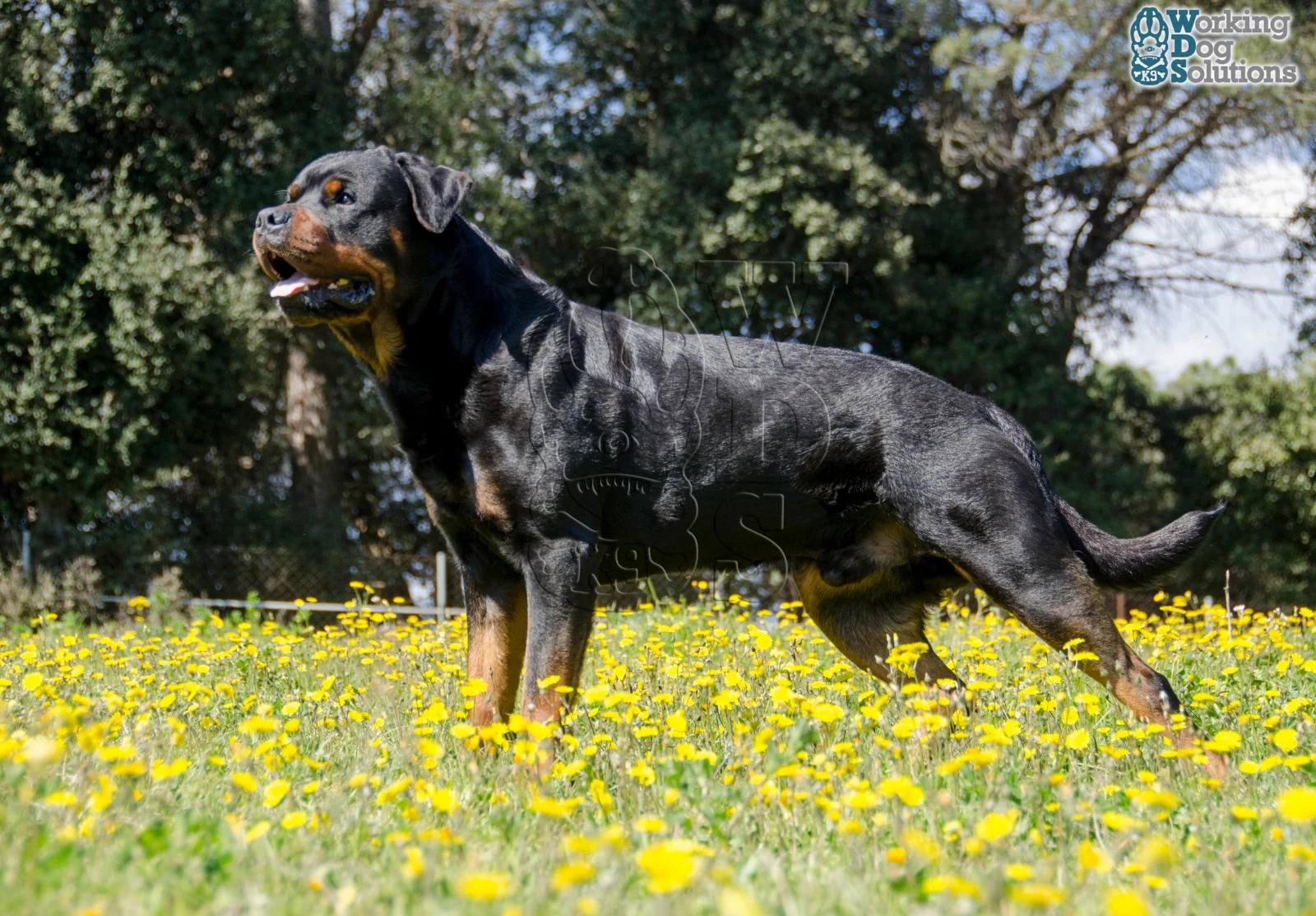 Gunther · Working Dog Solutions