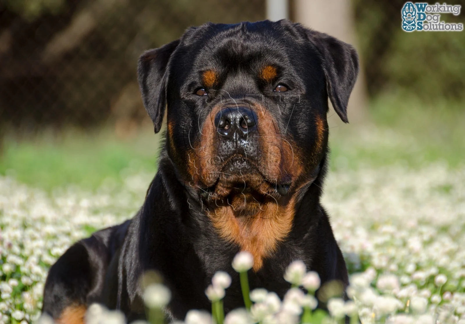 Gunther · Working Dog Solutions
