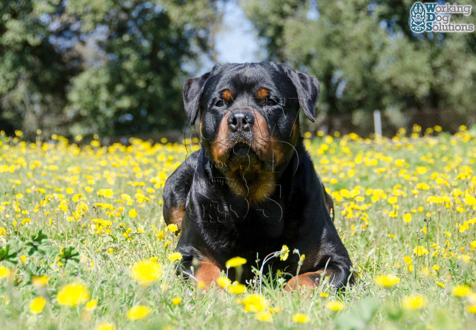 Gunther · Working Dog Solutions