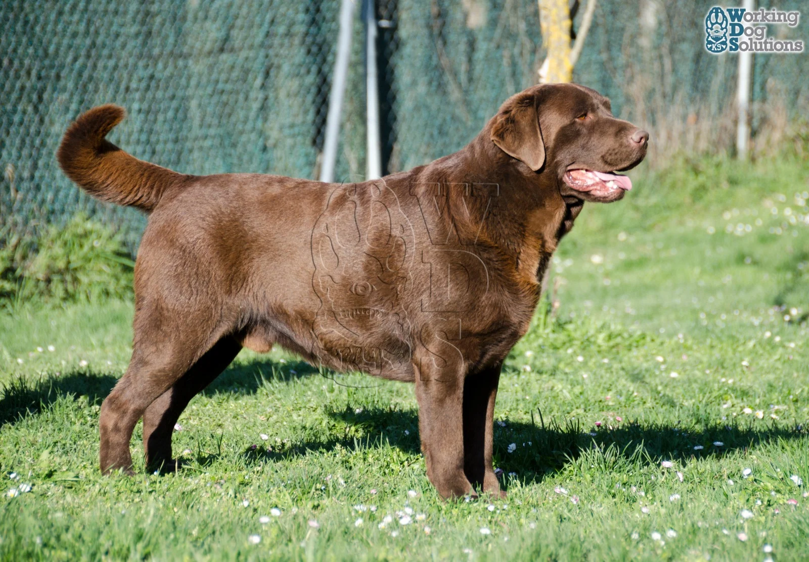 Gus Gunther Of Dream · Working Dog Solutions