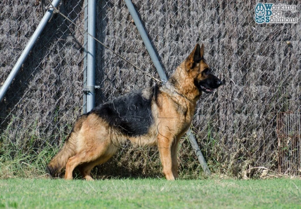 Irina Bahia Cromys · Working Dog Solutions