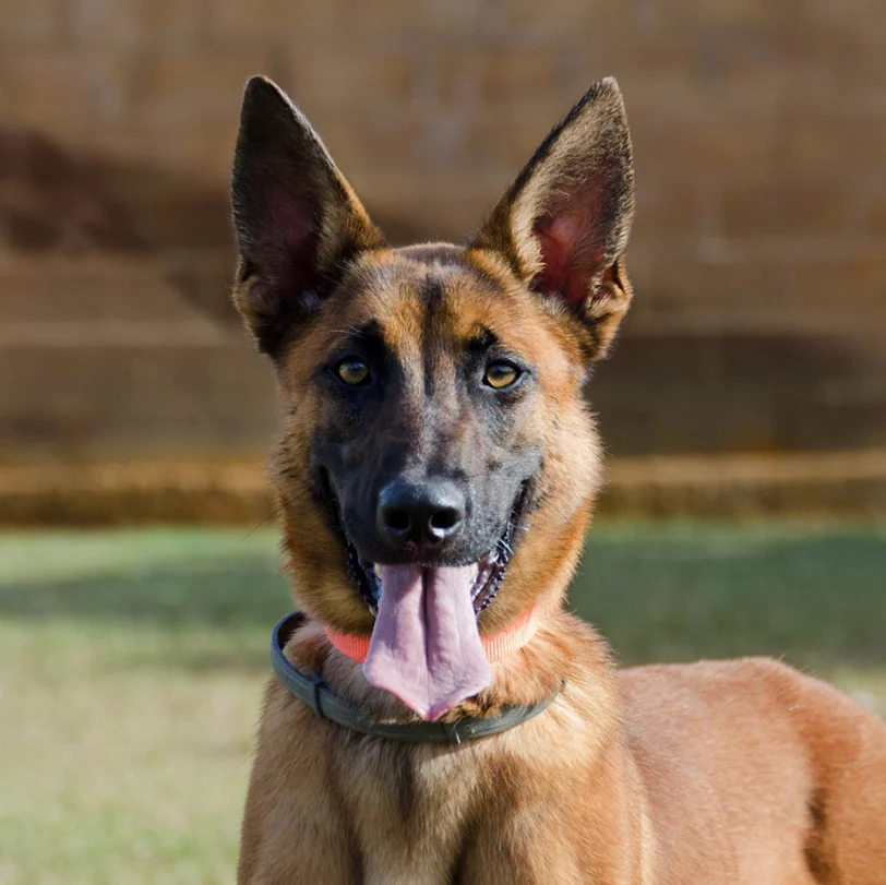Loki · Fotografía de la madre