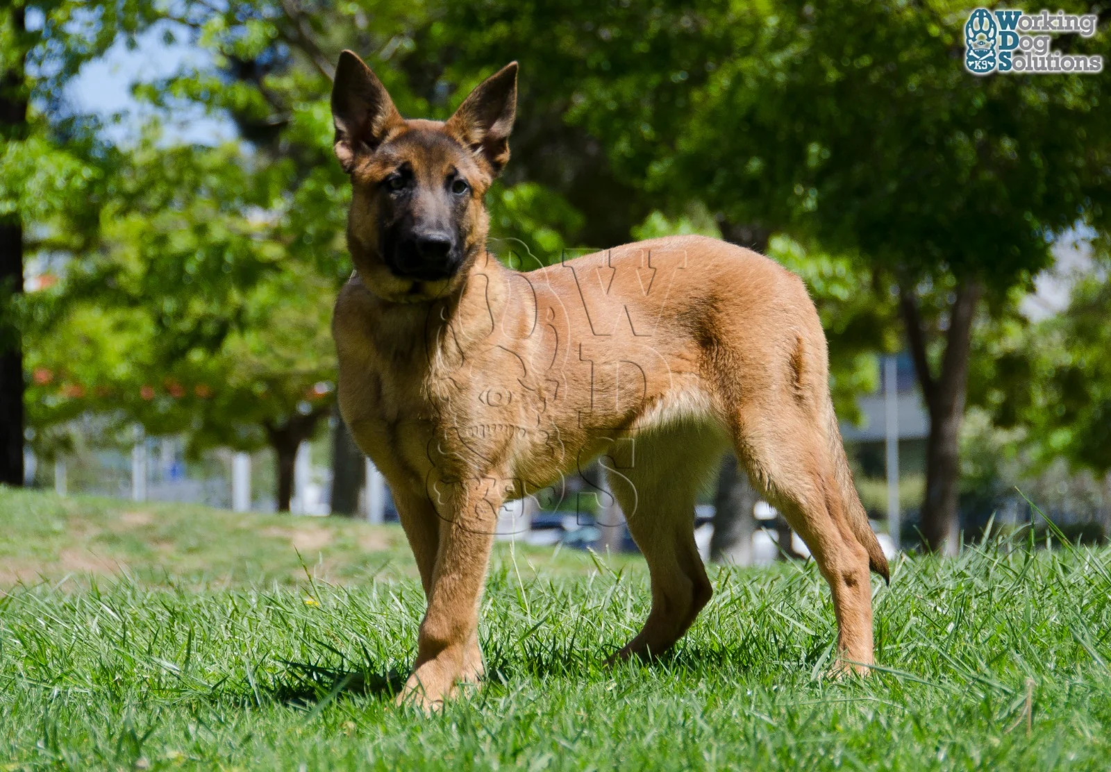 Loki · Working Dog Solutions