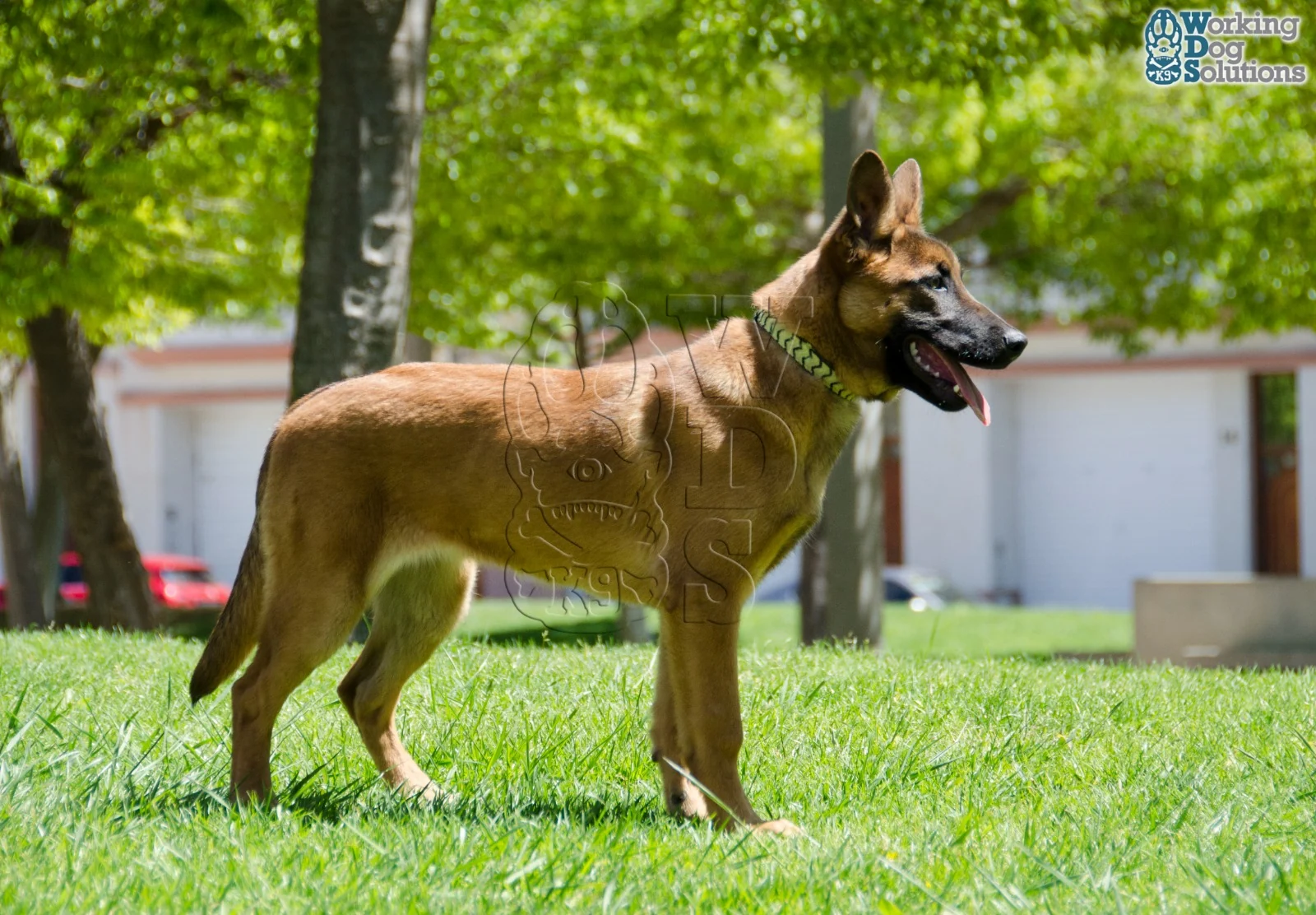 Loki · Working Dog Solutions