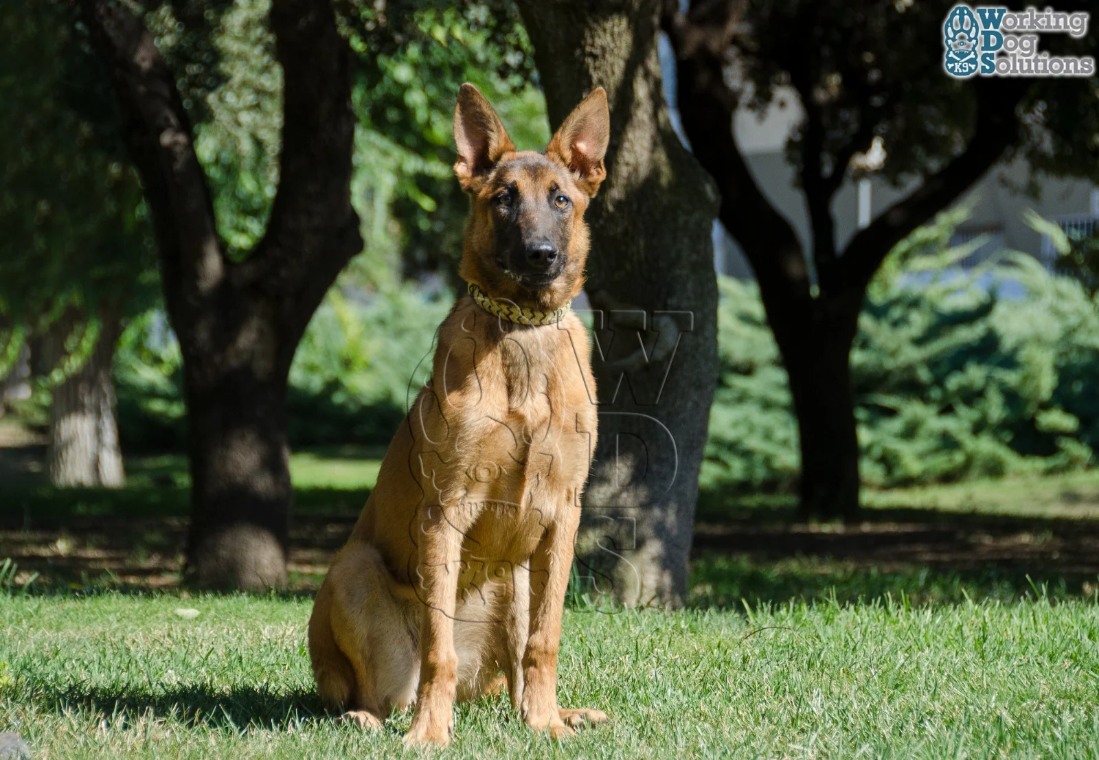 Loki · Working Dog Solutions
