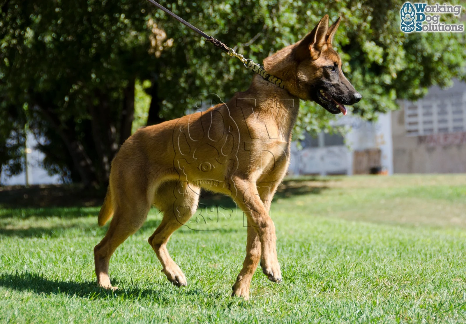 Loki · Working Dog Solutions