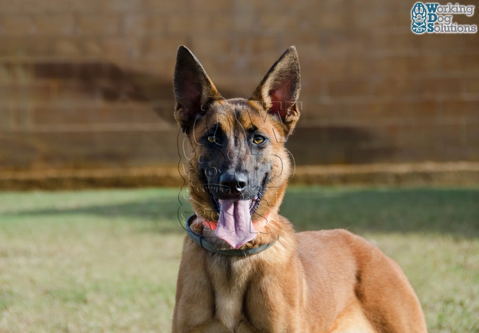 Loki · Working Dog Solutions