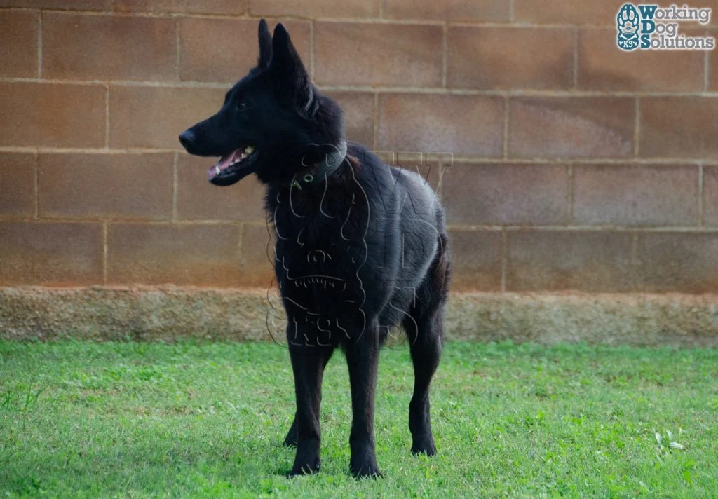 Nick · Working Dog Solutions