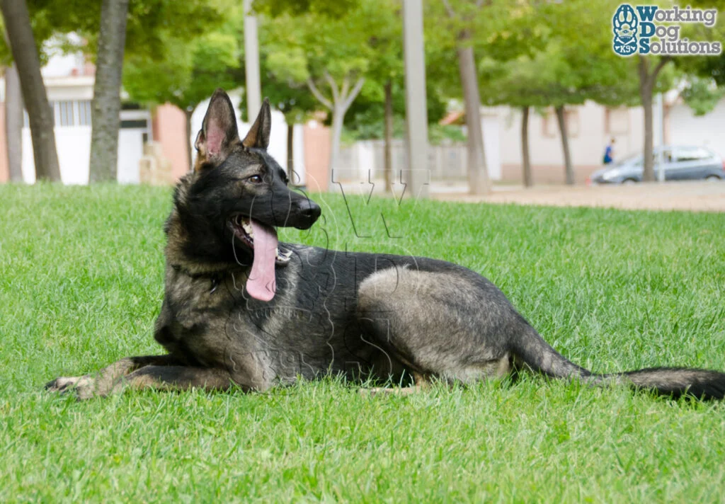 Nix · Working Dog Solutions