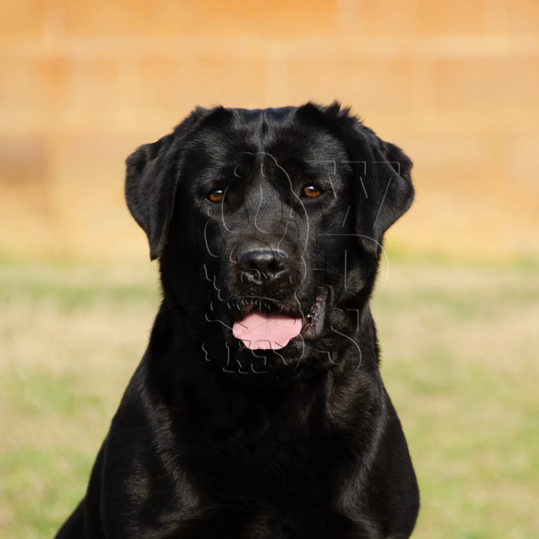 Nuca, progenitor de Nuca & Boby