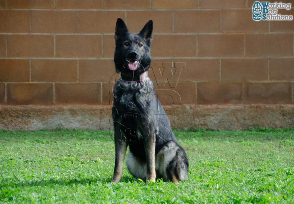 Olympia · Working Dog Solutions