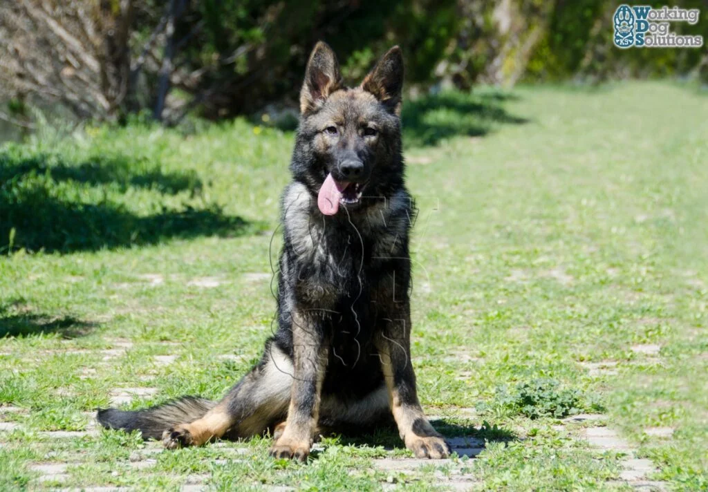 Olympia · Working Dog Solutions