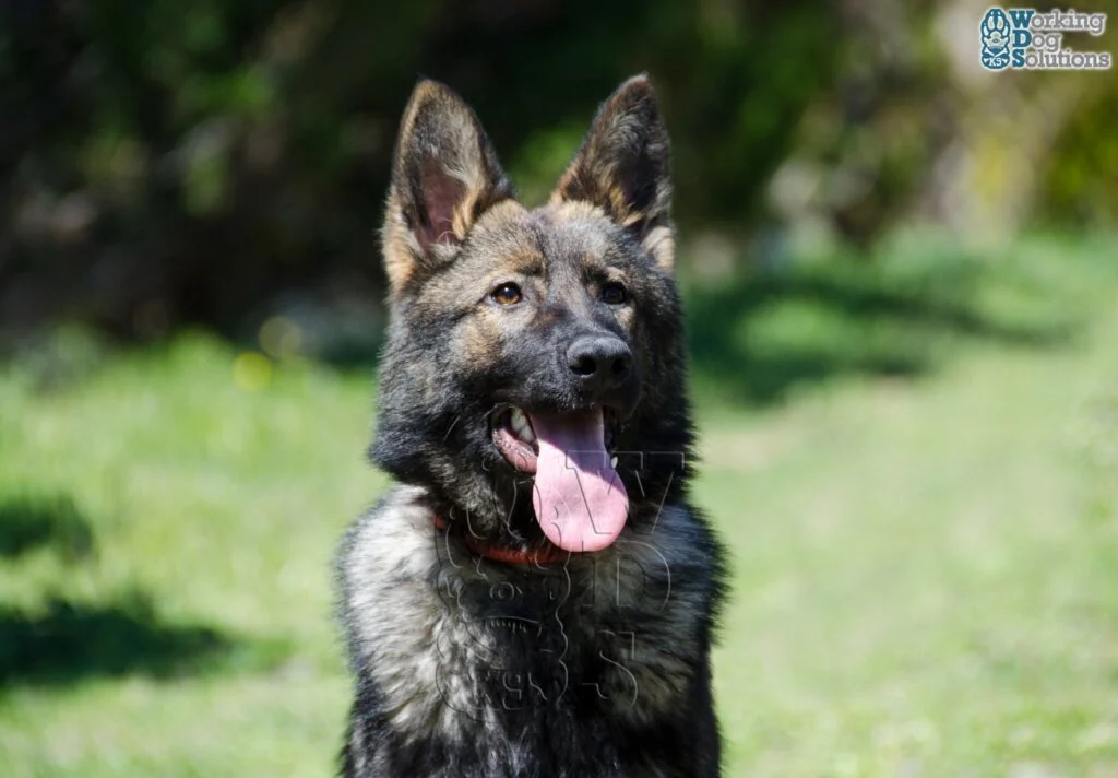 Olympia · Working Dog Solutions