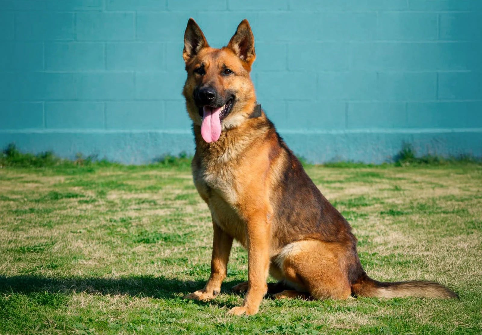 Pit · Working Dog Solutions