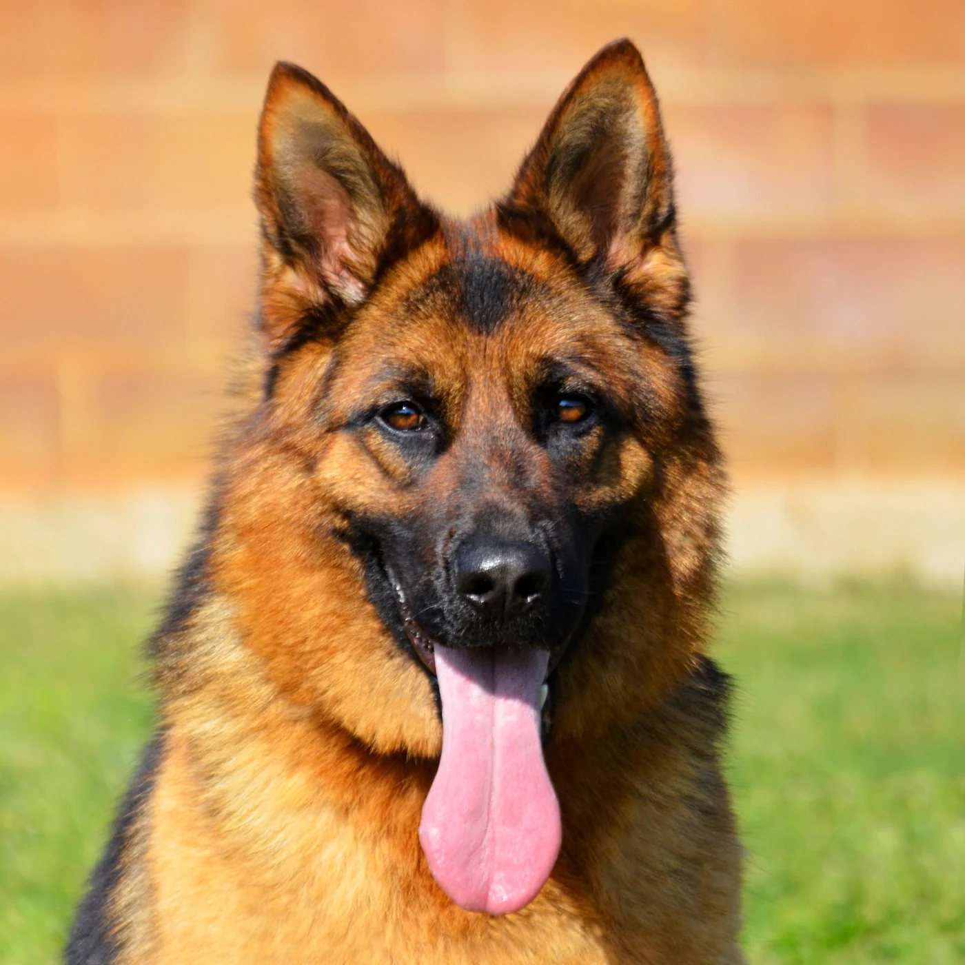Roxy · Fotografía de la madre