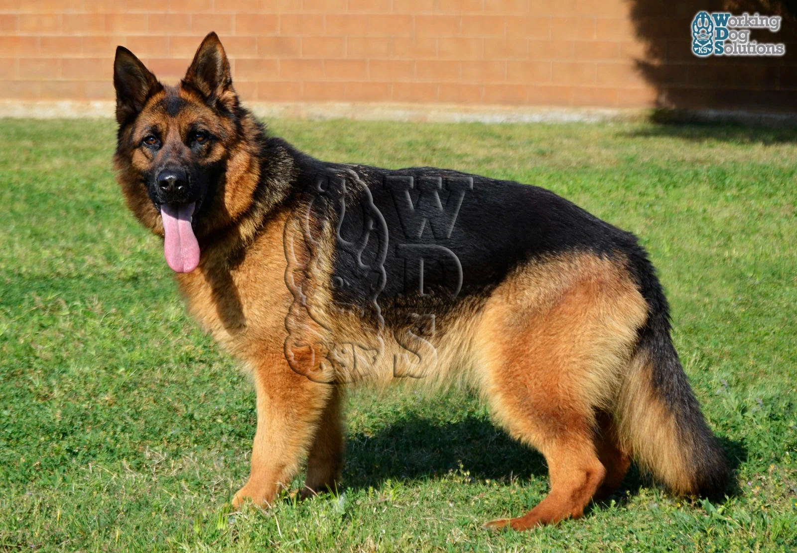 Roxy · Working Dog Solutions
