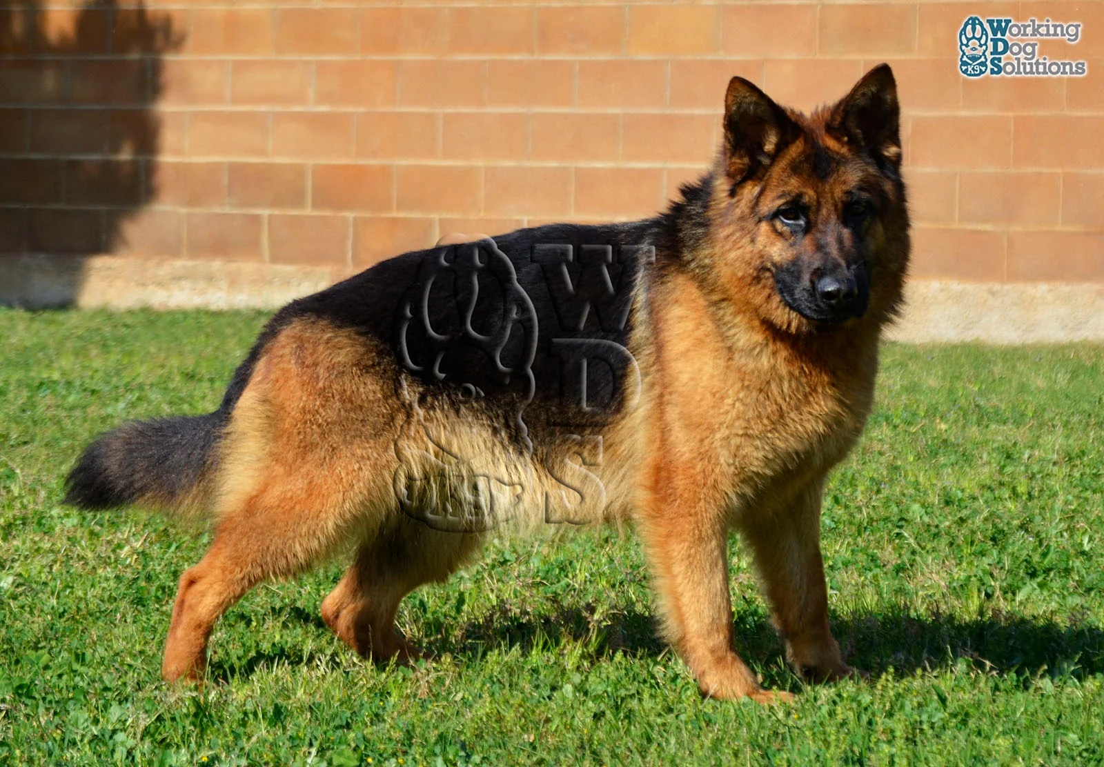 Roxy · Working Dog Solutions