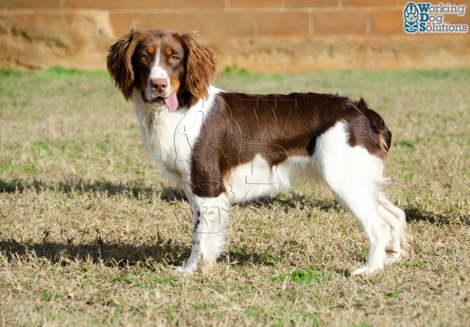 Talia · Working Dog Solutions