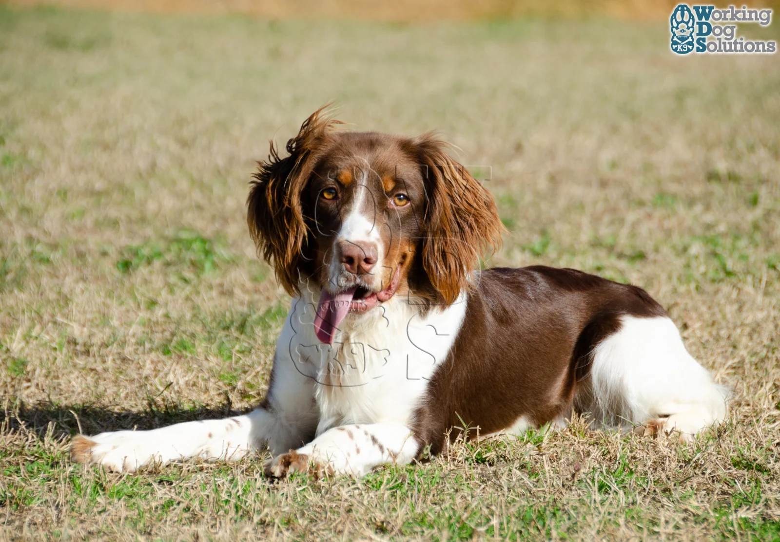 Talia · Working Dog Solutions