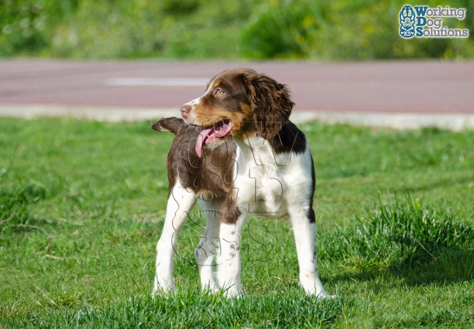 Talia · Working Dog Solutions
